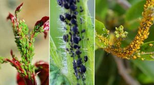 Houseplant Pests: Types, Identification, and Control (Pictures)