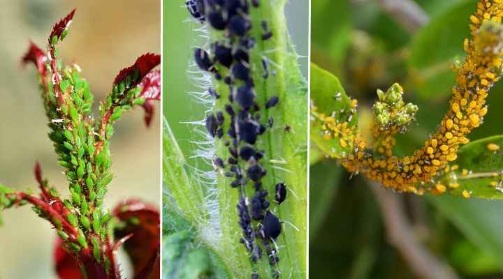 Remédio caseiro para insetos de plantas de interior