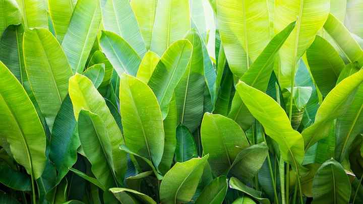 broad leaved plants