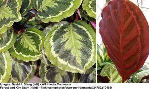Calathea Medallion: Care, Plant Profile and Growing Tips
