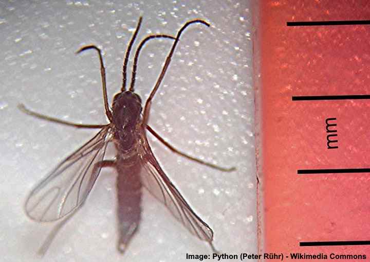 tiny flying bugs in house attracted to light