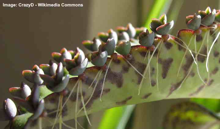 Mother of Thousands (or Millions) Plant Care - How to Grow Kalanchoe