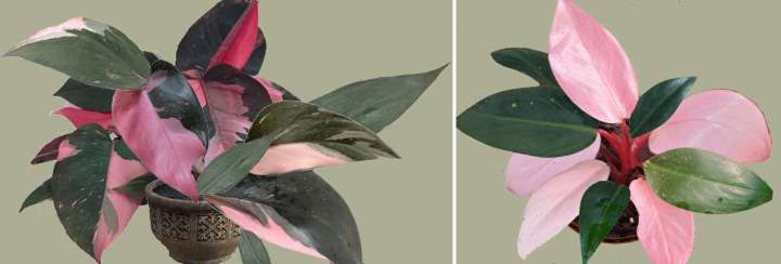 Philodendron Pink Princess Philodendron Erubescens Care Guide