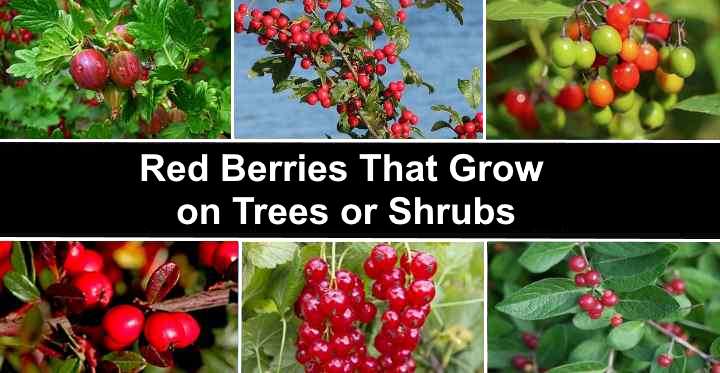 24 Shrubs With Red Identification Guide (With Pictures)