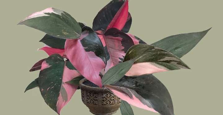 Rooted Philodendron Pink Princess Top Cutting