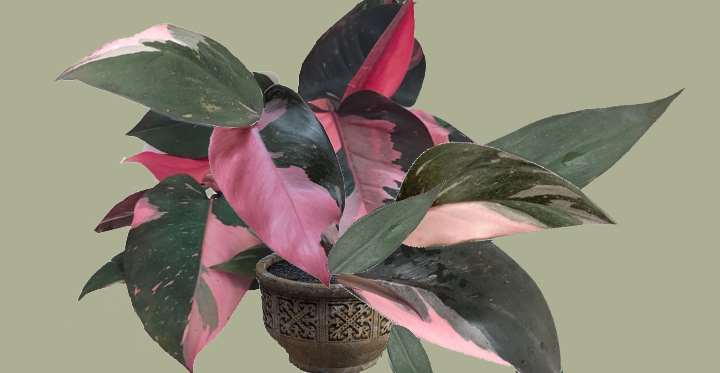 Philodendron erubescens