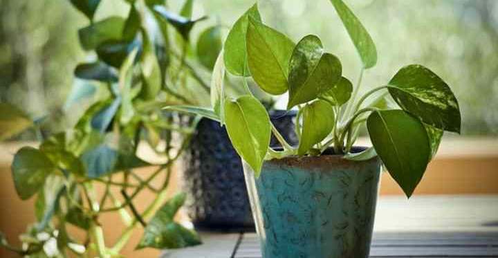 aspca pothos