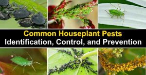 Houseplant Pests: Types, Identification, and Control (Pictures)