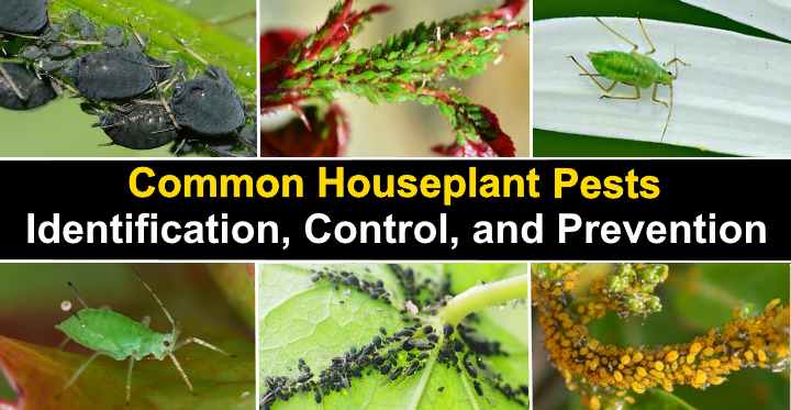 What's Attacking My Houseplant? Common Indoor Plant Pests. — Seattle's  Favorite Garden Store Since 1924 - Swansons Nursery