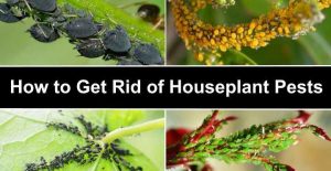 How to Get Rid of Bugs in Houseplants - Kill Bugs on Indoor Plants