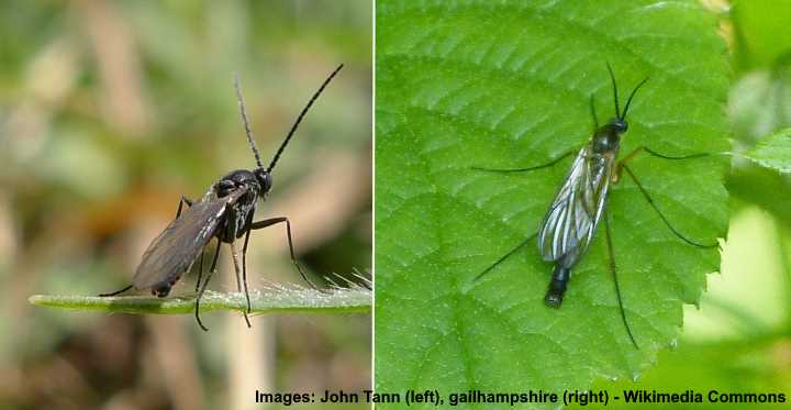 fungus gnats hydrogen peroxide