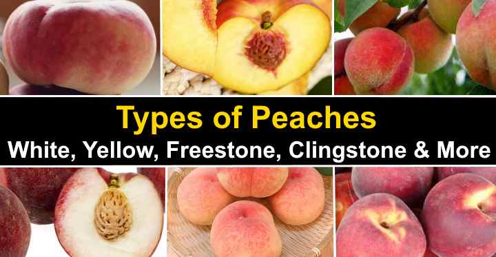 Types Of Peaches Freestone Clingstone And More Stone Types