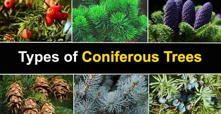 coniferous forest plants list