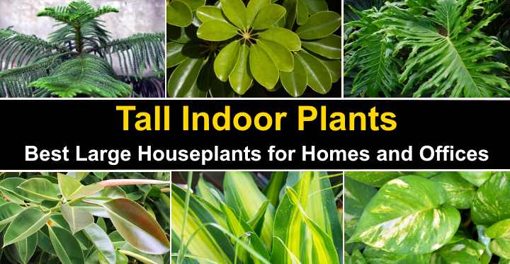 25 Tall Indoor Plants: Best Large Houseplants for Homes and Offices