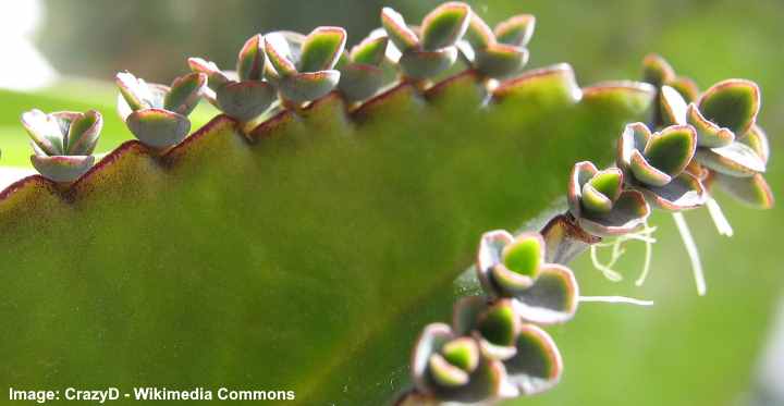 Mother of Thousands (or Millions) Plant Care - Growing Kalanchoe