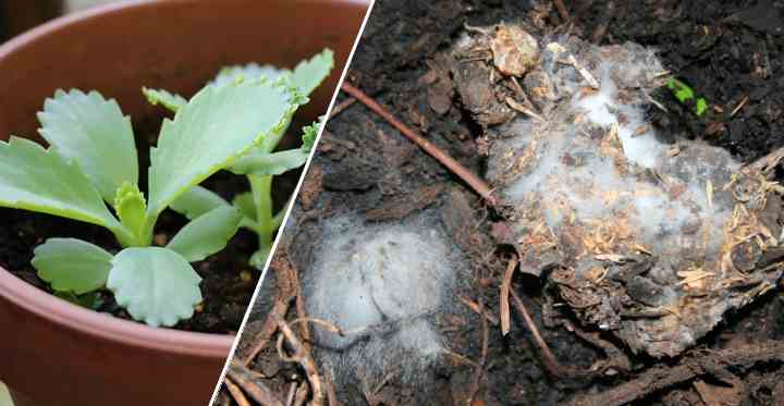 Mold On Plant Soil How To Get Rid Of Mold On Houseplant Soil