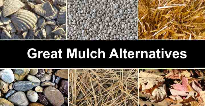 Best Mulch Alternatives Also Or, Alternative To Mulch Over Landscape Fabric