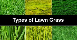 Types of Lawn Grass: Identification Guide to Sod Types (Pictures)