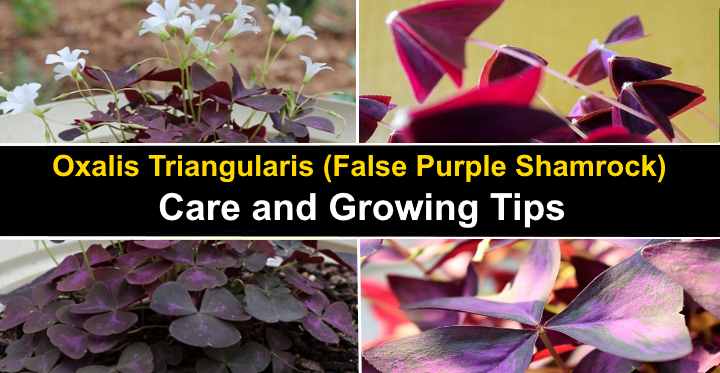 Oxalis Triangularis Purple Shamrock Care And Growing Guide