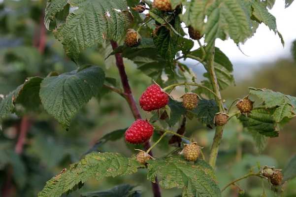 raspberry shrub