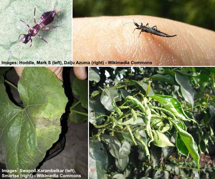 Get Rid Of Houseplant Bugs Naturally