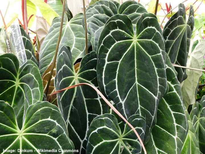 14 Anthurium Types (Including a Care Guide and Pictures)