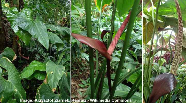 14 Anthurium Types (Including a Care Guide and Pictures)