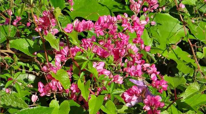 Coral Vine (Antigonon leptopus)