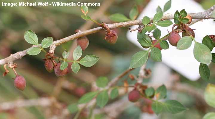 Torchwood Copal (Bursera fagaroides)