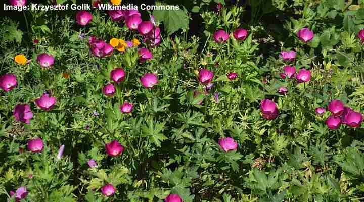 Purple Poppy Mallow (Callirhoe involucrata)