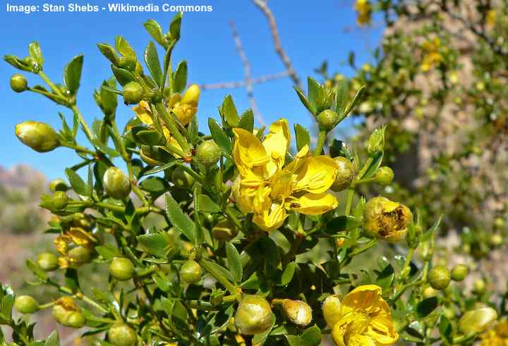 Larrea tridentata