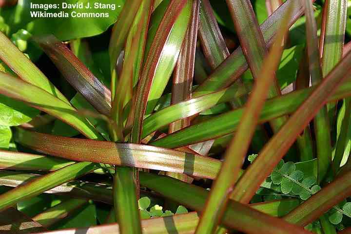 Dracaena marginata var. Magenta Lam