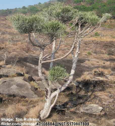 Pencil Tree (Euphorbia tirucalli)