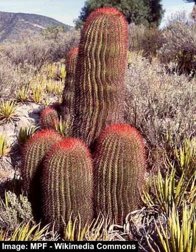 Mexican Lime Cactus (Ferocactus pilosus)