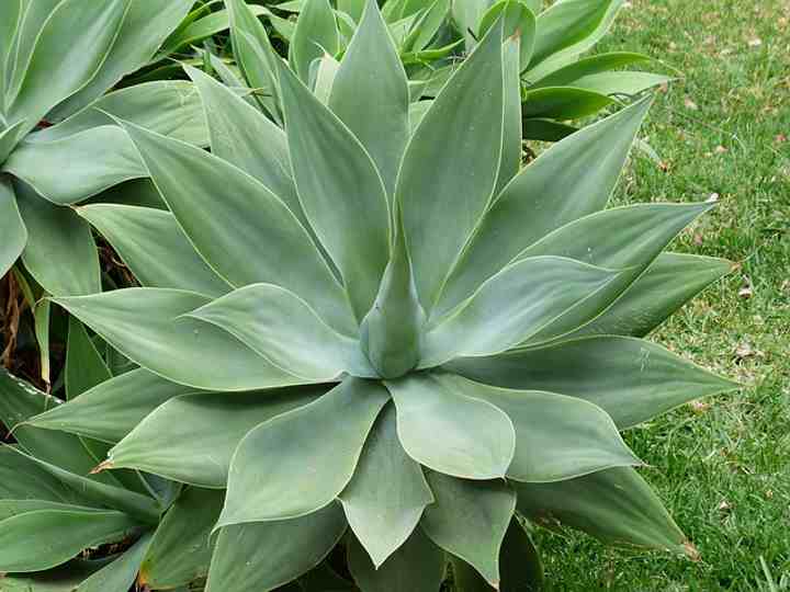 arid desert plants