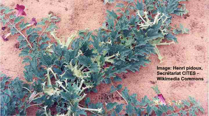 Devil’s Claw (Harpagophytum)