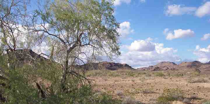 The Best Desert Trees with Pictures and Names