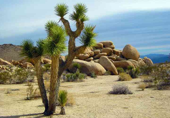 yucca brevifolia