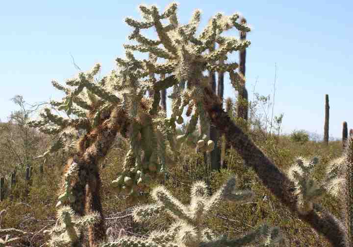 Cylindropuntia fulgida