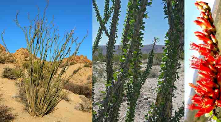 Fouquieria splendens