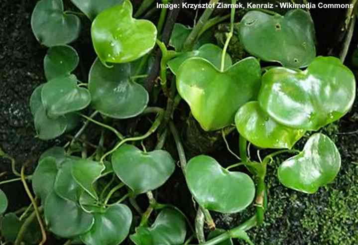 13 Philodendron Types With Pictures And Care Guide