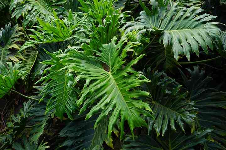 14 Philodendron Types With Pictures And Care Guide