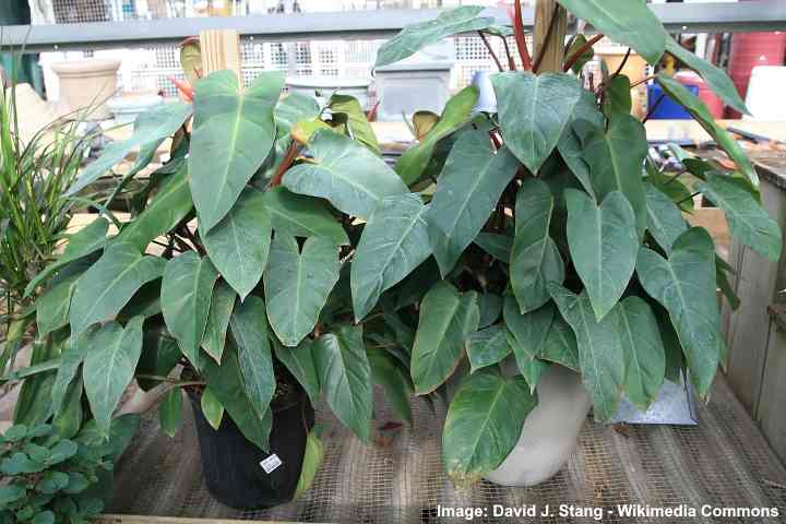 38+ Big Philodendron Grazielae Photos