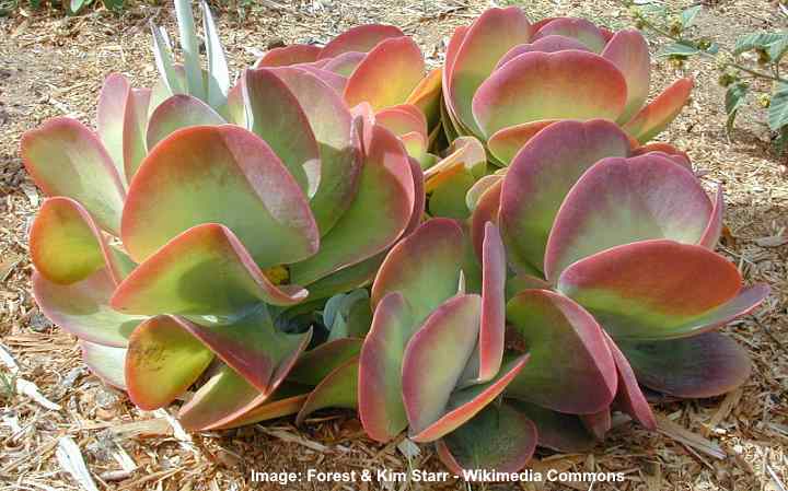 Kalanchoe thyrsiflora