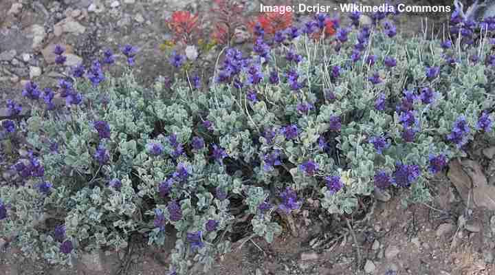Purple Sage (Salvia dorii)