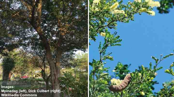 The Best Desert Trees with Pictures and Names