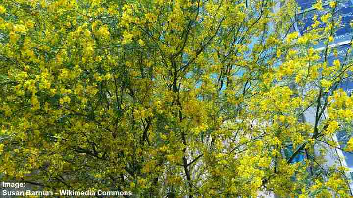 Parkinsonia microphylla