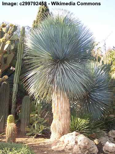 Beaked Yucca (Yucca rostrata)