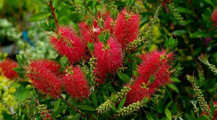 Callistemon