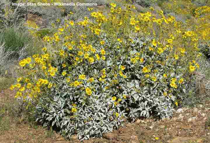 Encelia farinosa